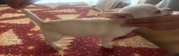 Chihuahua perros en venta: Preciosa hembra chihuahua toy blanca  - Anuncio 1