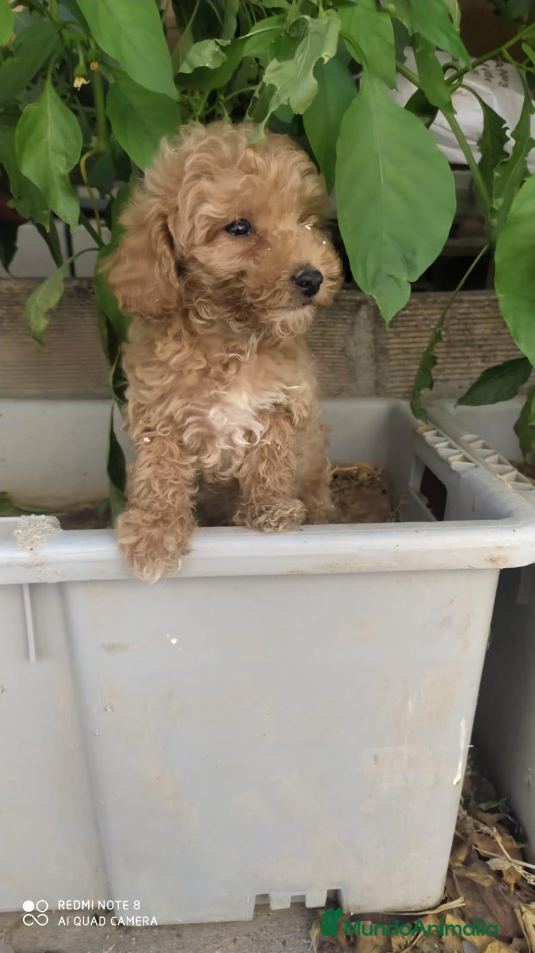 Caniche Toy perros en venta: PRECIOSOS CANICHES TOY BEBES - Anuncio 3