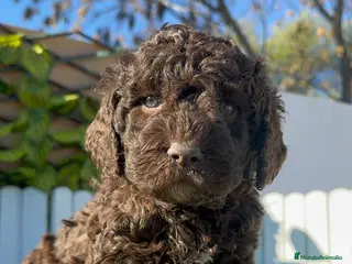 Perro de Agua Español perros PERRO DE AGUA ESPAÑOL - Anuncio 5