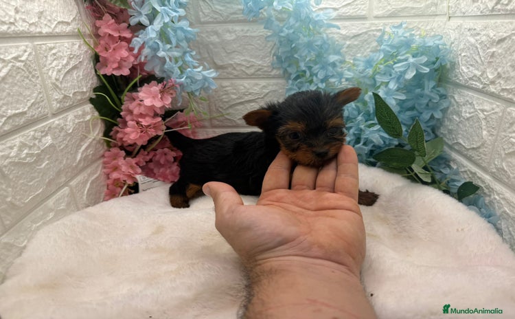 Yorkshire Terrier perros - Anuncio 2