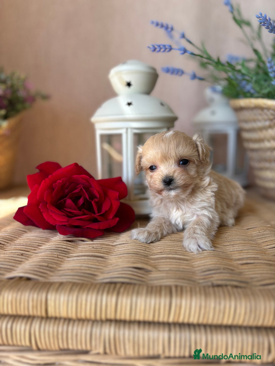 Maltipoo perros en venta: Maltipoo tacita de té para reservar!!! - Imagen 1
