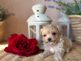 Maltipoo perros - Anuncio 6