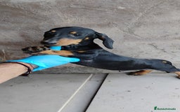 Teckel perros en venta: Cachorro teckel negro y fuego  - Imagen 1