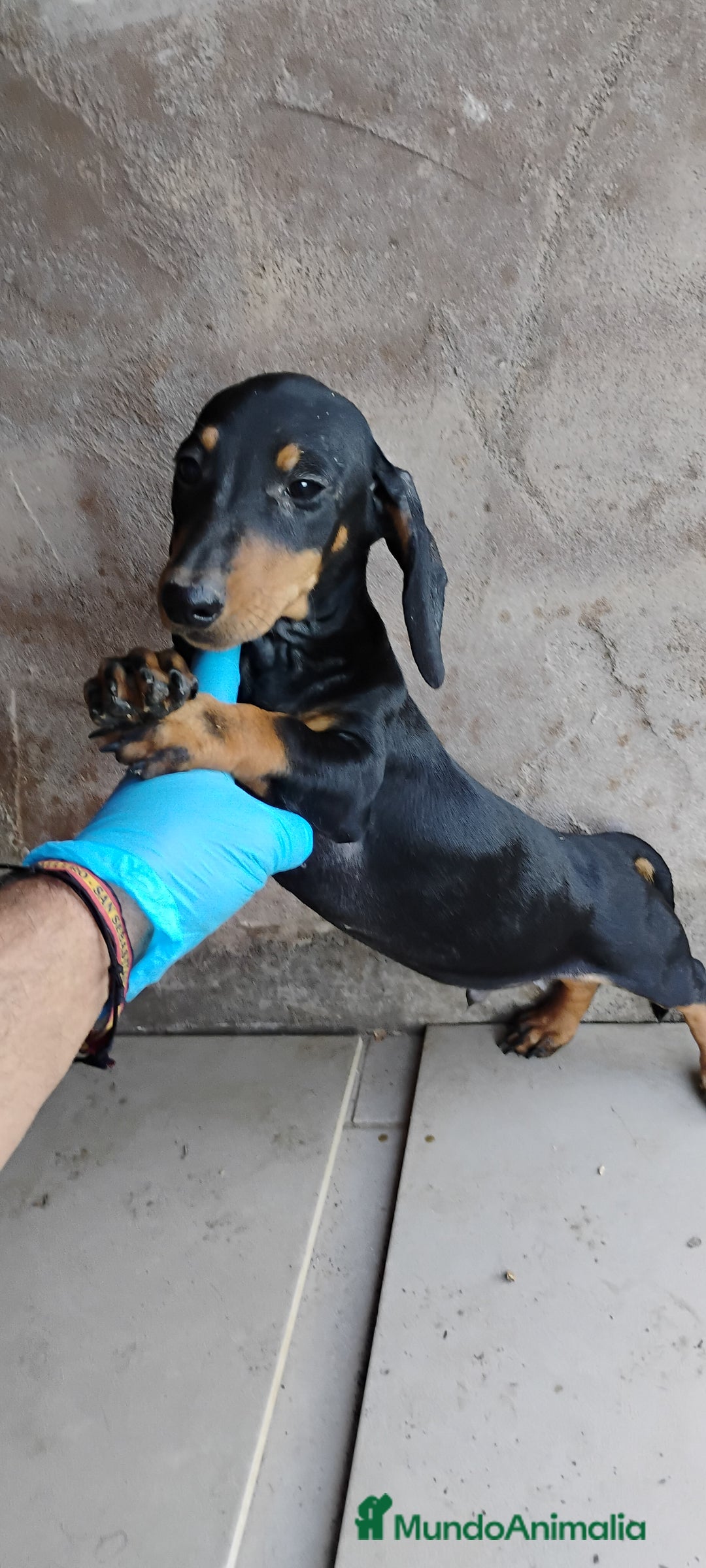 Teckel perros en venta: Cachorro teckel negro y fuego  - Imagen 1