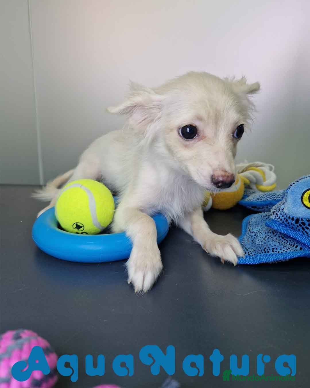Pomchi perros en venta: Pomchi Hembra 1756 AQUANATURA - Imagen 8