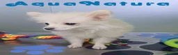 Pomerania perros en venta: Pomerania Macho de Japi y Pompom 8302 - Anuncio 10
