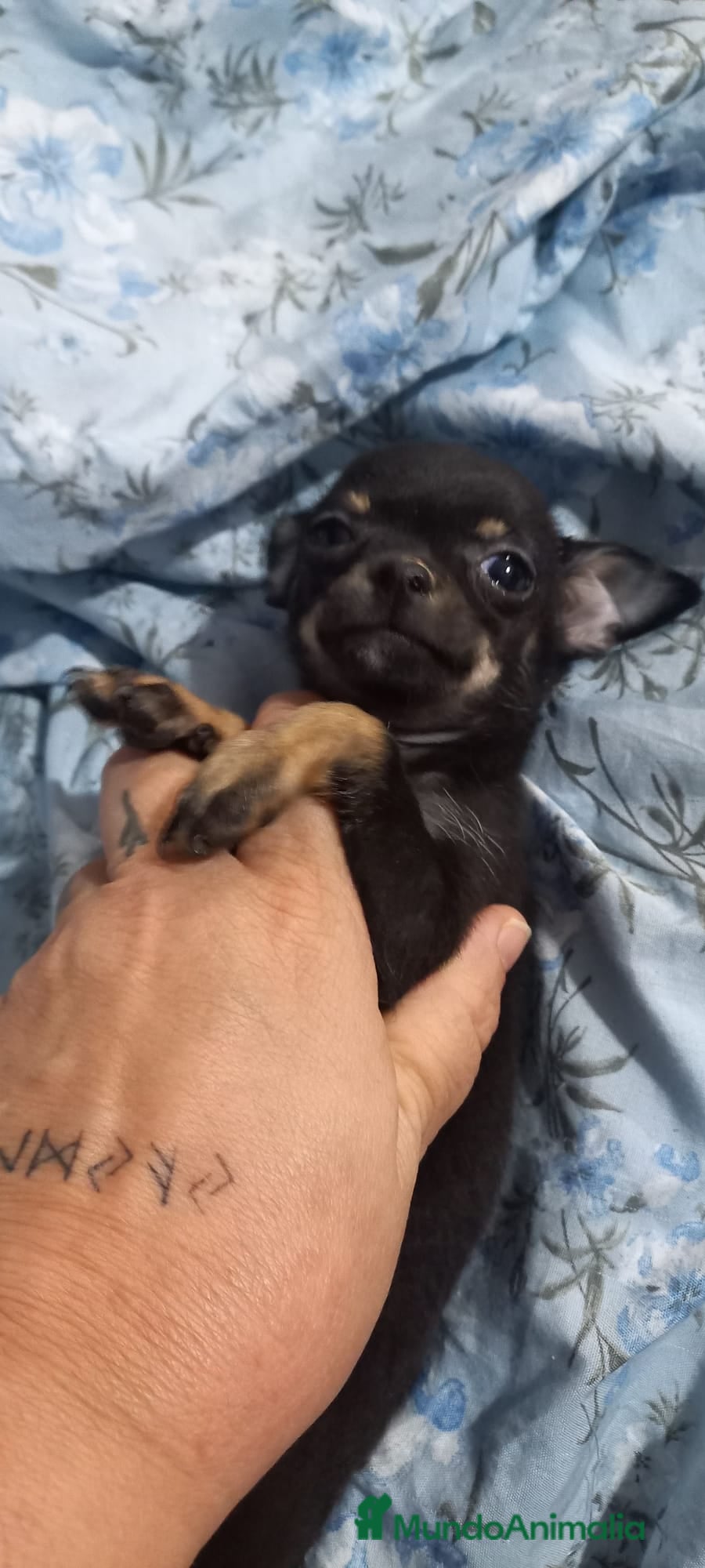 Chihuahua perros Última hembra black tang 700€ - Anuncio 16
