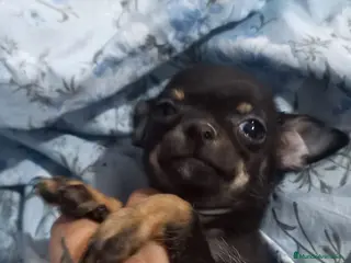 Chihuahua perros Última hembra black tang 700€ - Anuncio 2