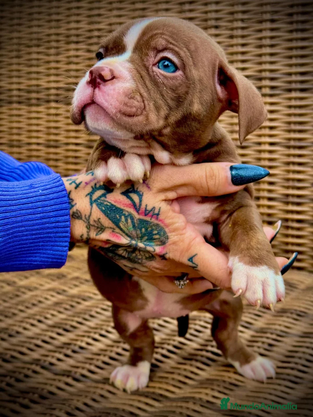 American Bully perros en venta: American Bully en Illes Balears - Anuncio 4