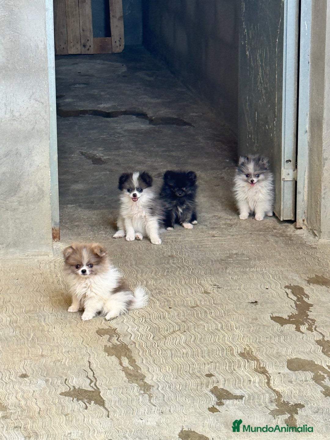 Pomerania perros en venta: Cachorros de pomerania toy - Imagen 2