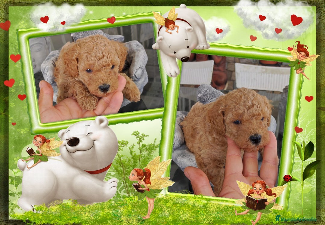 Caniche Toy perros en venta: Camada familiar de caniche toy - Imagen 1