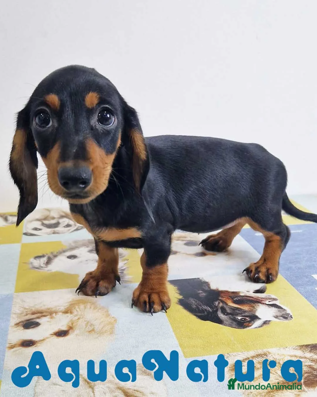 Teckel perros en venta: Teckel Hembra 0052 - AQUANATURA en Barcelona - Anuncio 9