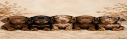 Teckel Miniatura perros en venta: Teckel pelo corto/fino  - Anuncio 1