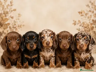 Teckel Miniatura perros Teckel pelo corto/fino - Anuncio 1