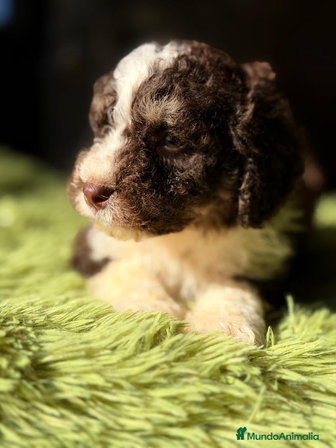 Perro de Agua Español perros en venta: PERRO DE AGUA CHOCOLATE Y BLANCO - Anuncio 2