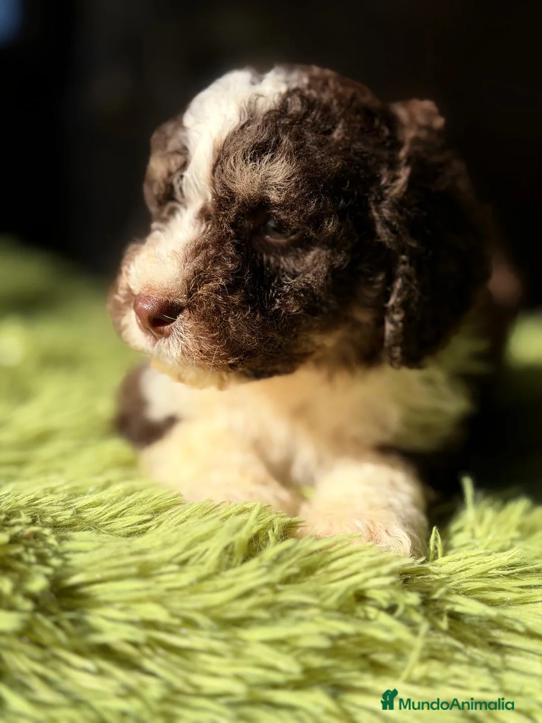 Perro de Agua Español perros en venta: PERRO DE AGUA CHOCOLATE Y BLANCO - Anuncio 2
