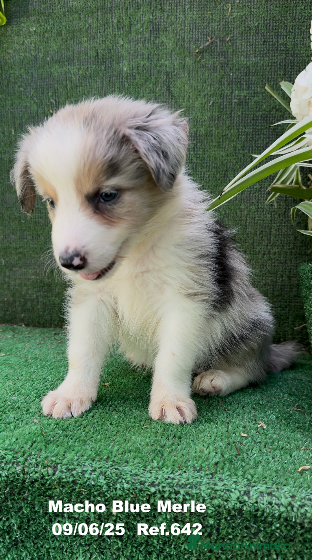 Border Collie perros en venta: BORDER COLLIE DE VILLA BIZNAGA - Imagen 15
