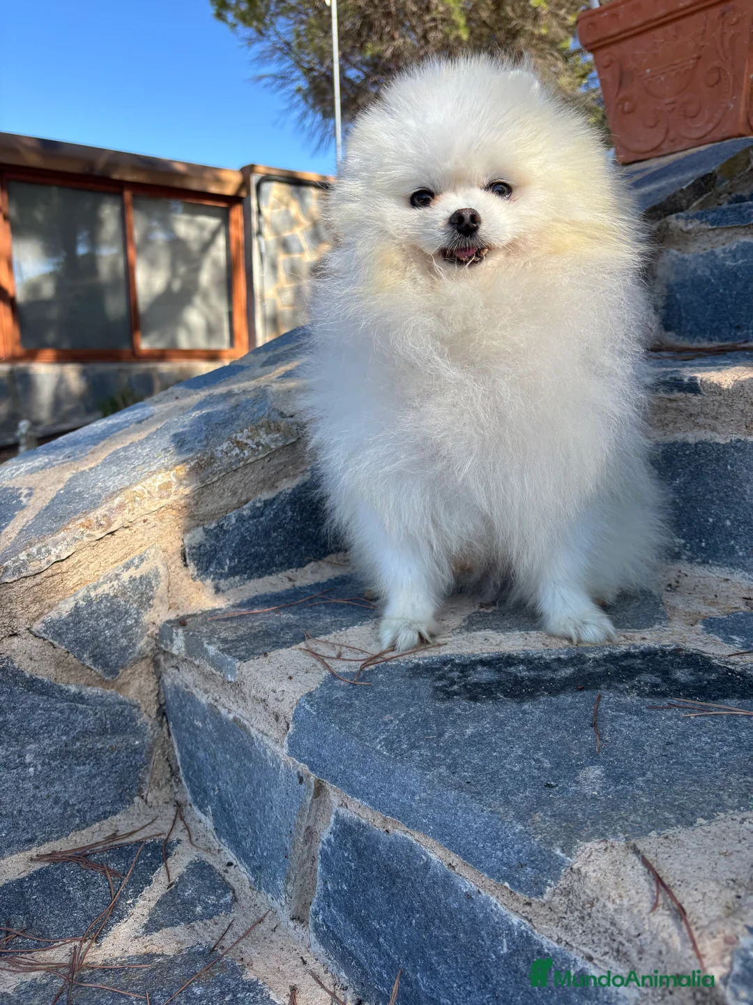 Pomerania perros en venta: Pomerania lulu de Pomerania Macho - Anuncio 11