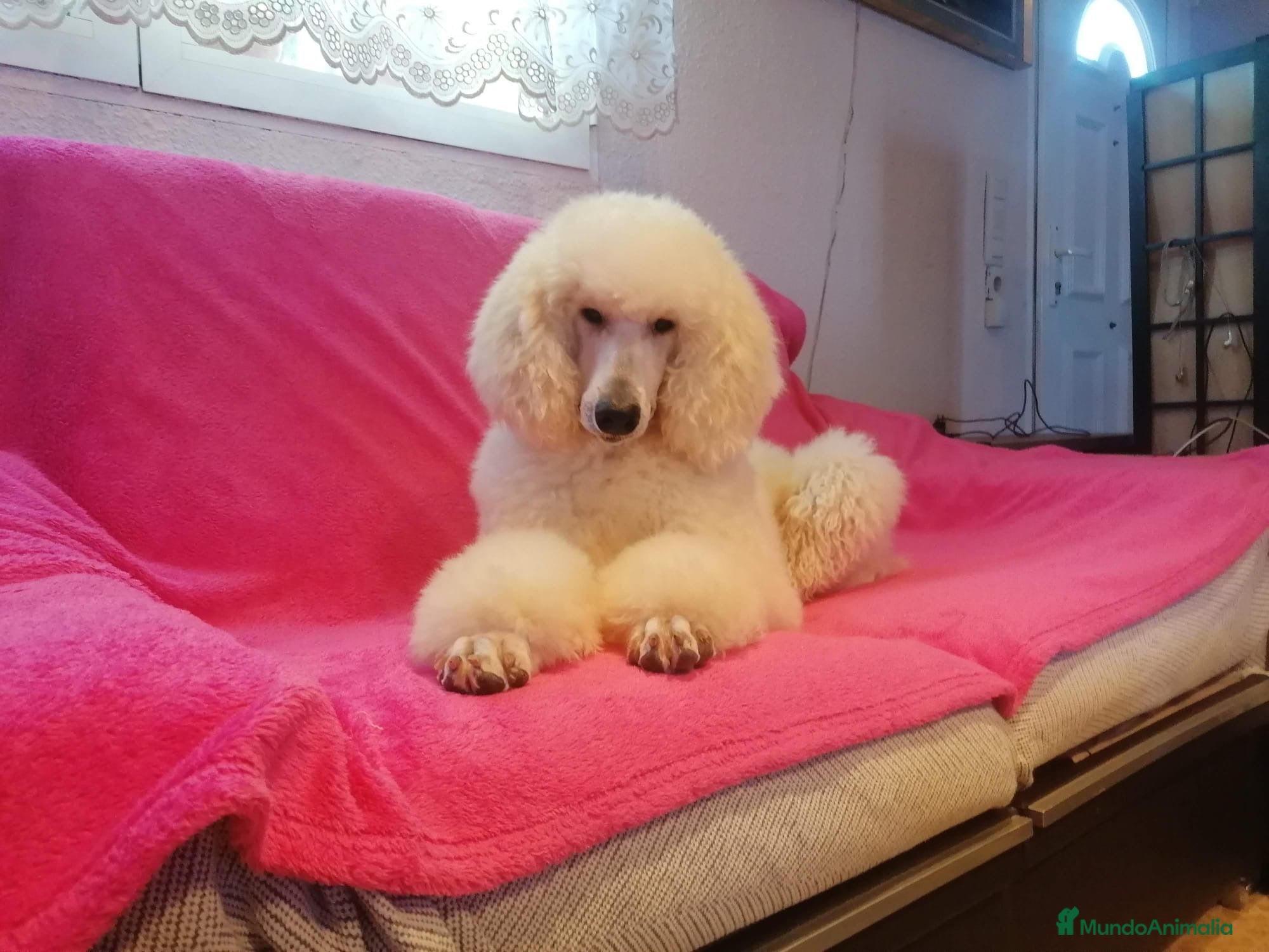 Caniche Gigante perros Caniche gigante hembra Apricot  - Anuncio 1