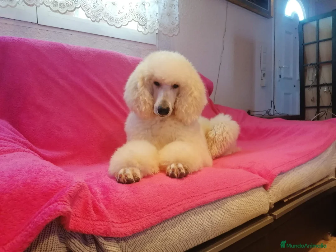 Caniche Gigante perros en venta: Caniche gigante hembra Apricot  - Anuncio 1