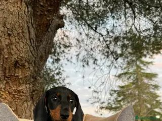 Teckel Miniatura perros TECKEL DISPONIBLES - Anuncio 17