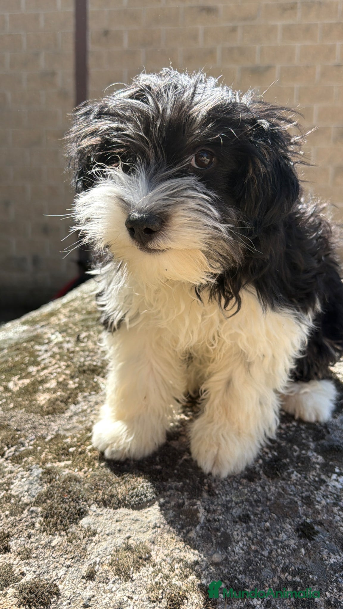 Raza Mixta perros Hembra Aussiedoodle - Anuncio 2