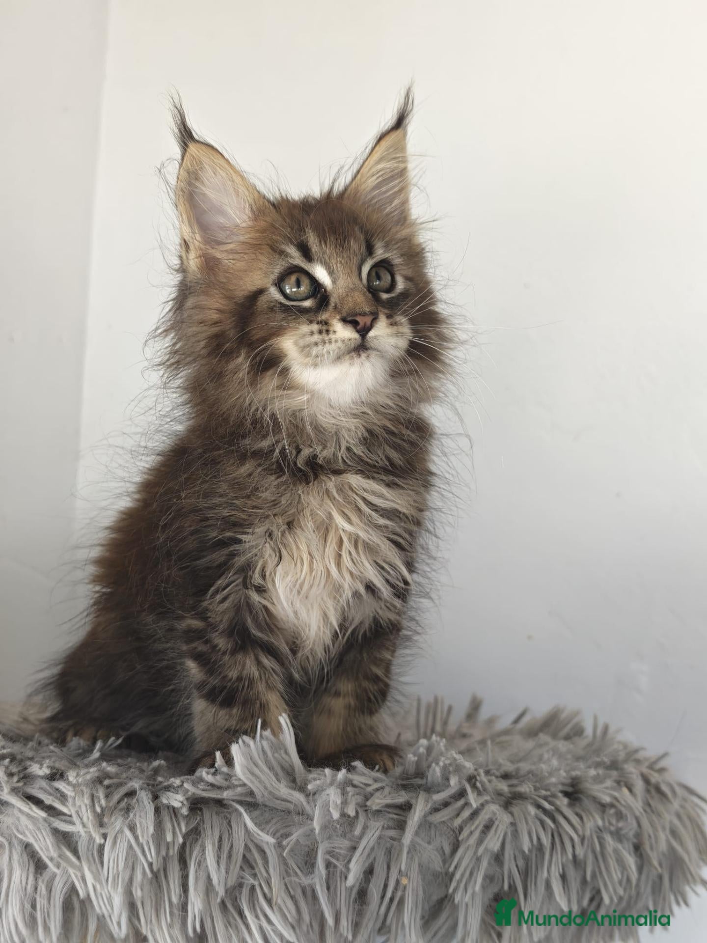 Maine Coon gatos Hembra de maine coon  - Anuncio 2