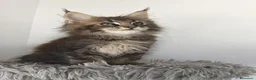 Maine Coon gatos en venta: Hembra de maine coon  - Anuncio 1