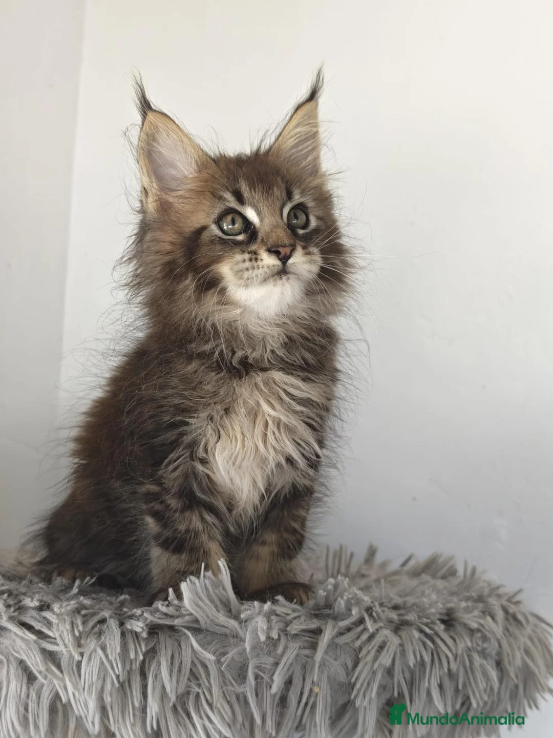 Maine Coon gatos en venta: Hembra de maine coon  - Anuncio 1