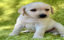 Labrador Retriever perros en venta: CAMADA DE LABRADOR RETRIEVER - Imagen 11