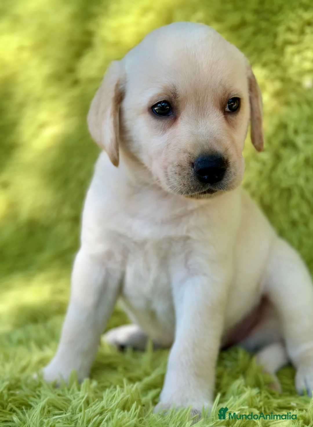 Labrador Retriever perros en venta: CAMADA DE LABRADOR RETRIEVER - Anuncio 11