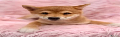 Shiba Inu 2