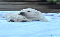Golden Retriever perros en venta: Preciosos cachorros de Golden retriever - Imagen 6