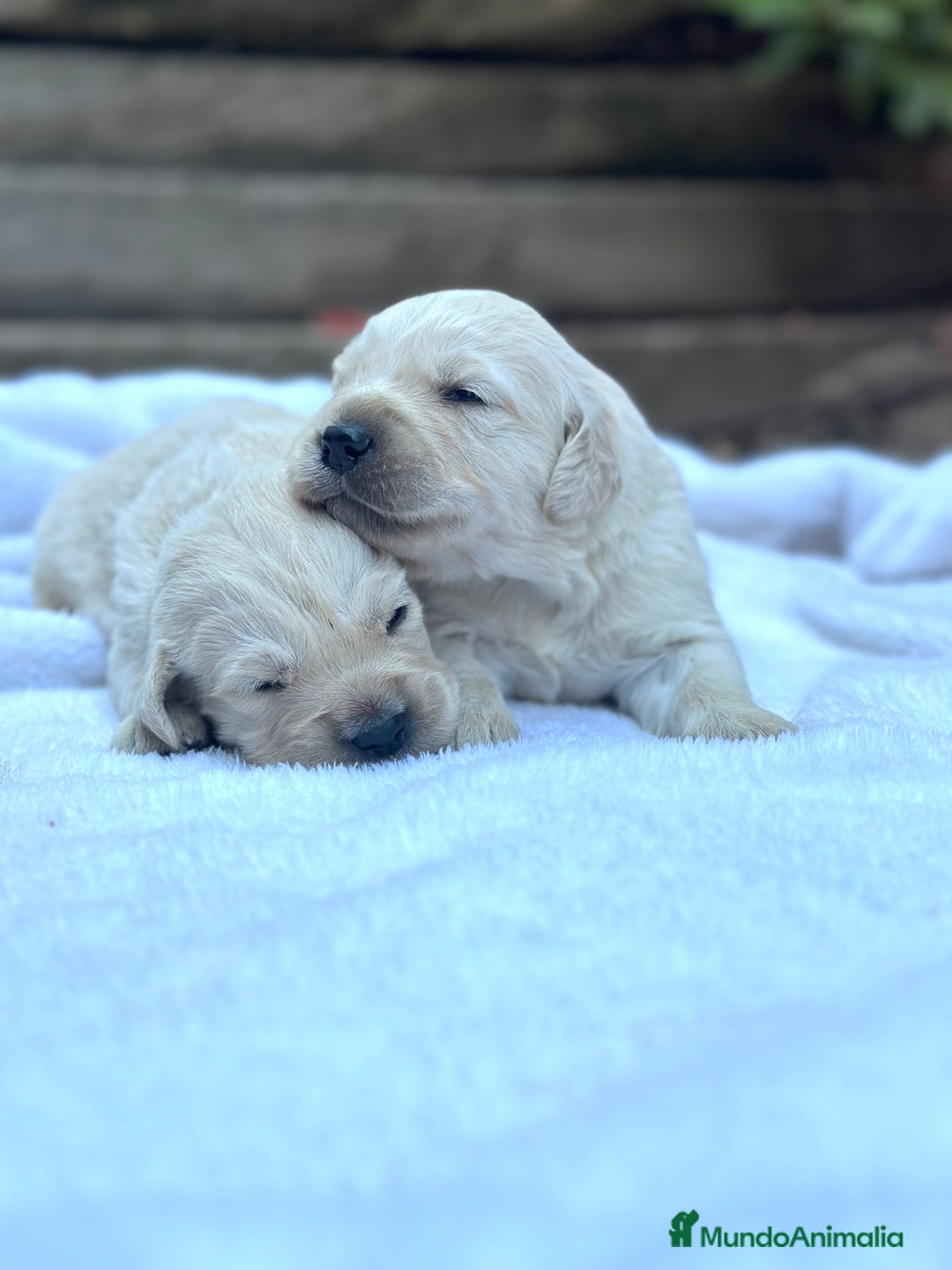 Golden Retriever perros en venta: Preciosos cachorros de Golden retriever - Imagen 6