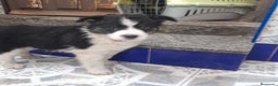 Border Collie perros en venta: BORDER COLLIE - Anuncio 4