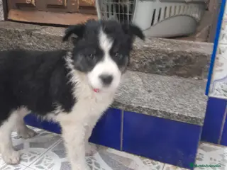 Border Collie perros BORDER COLLIE - Anuncio 1