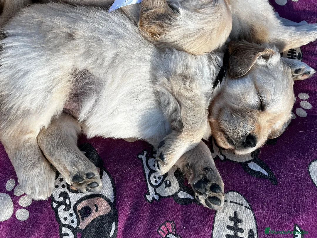 Golden Retriever perros en venta: CAMADA GOLDEN RETRIEVER en Madrid - Anuncio 2