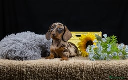Teckel Miniatura perros en venta: VENTA DE TECKEL ARLEQUIN - Imagen 1