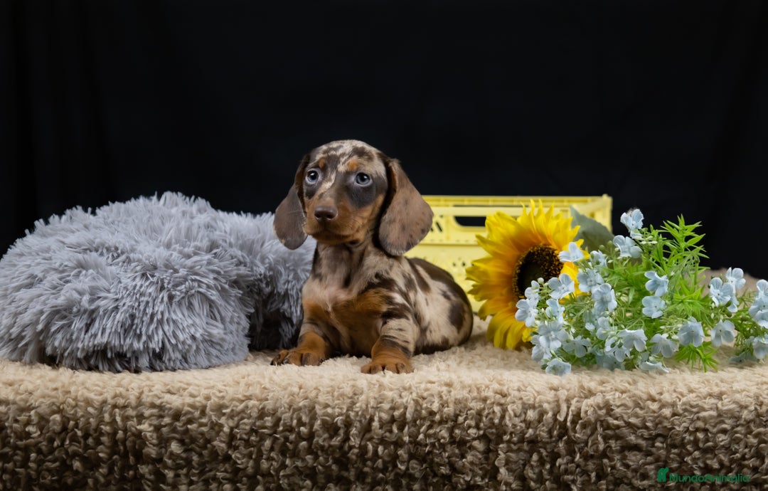 Teckel Miniatura perros en venta: VENTA DE TECKEL ARLEQUIN - Imagen 1