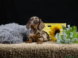 Teckel Miniatura perros VENTA DE TECKEL ARLEQUIN - Anuncio 19