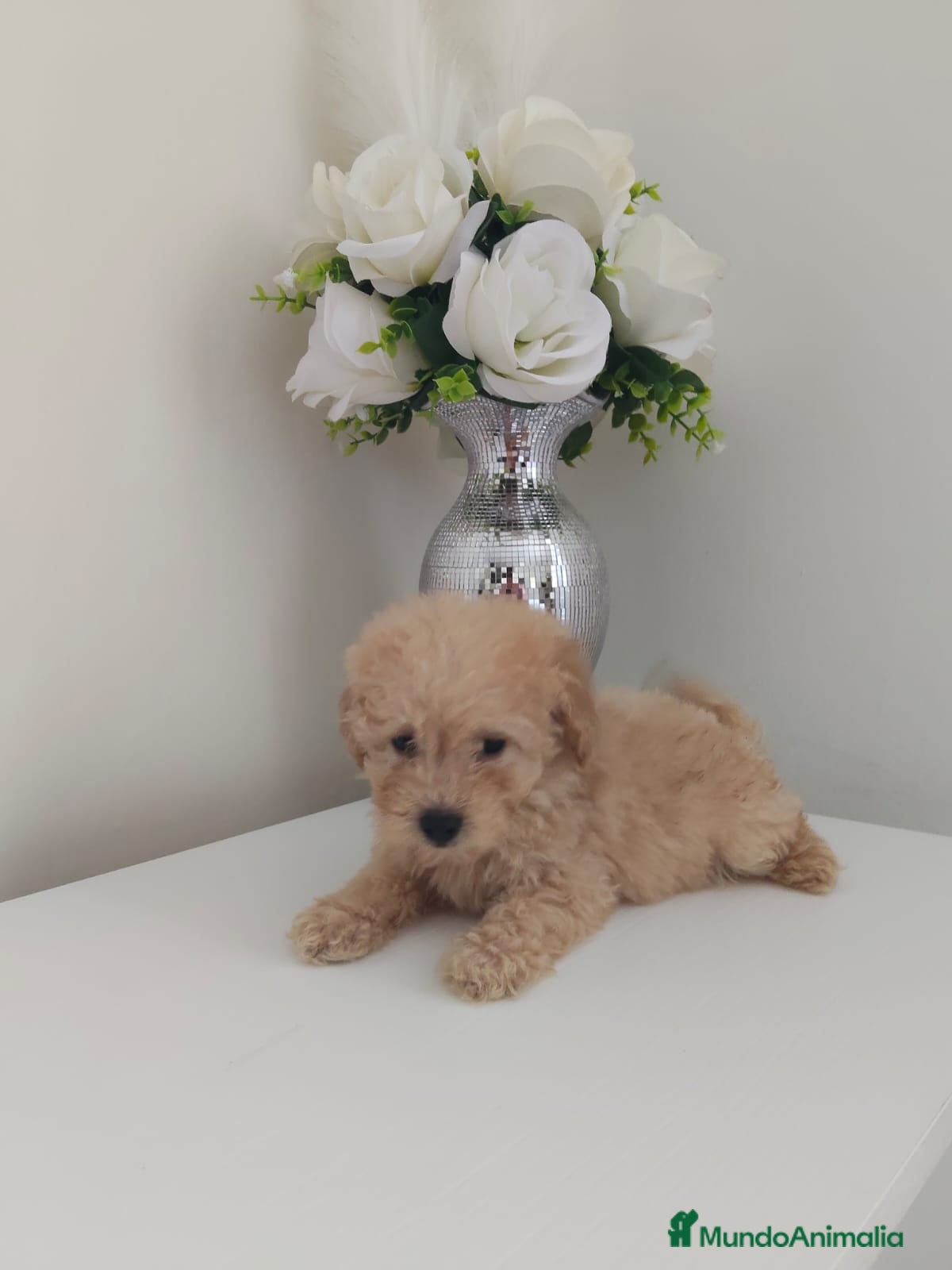 Caniche Toy perros ❗❗❗machito disponible ❗❗❗ - Anuncio 1