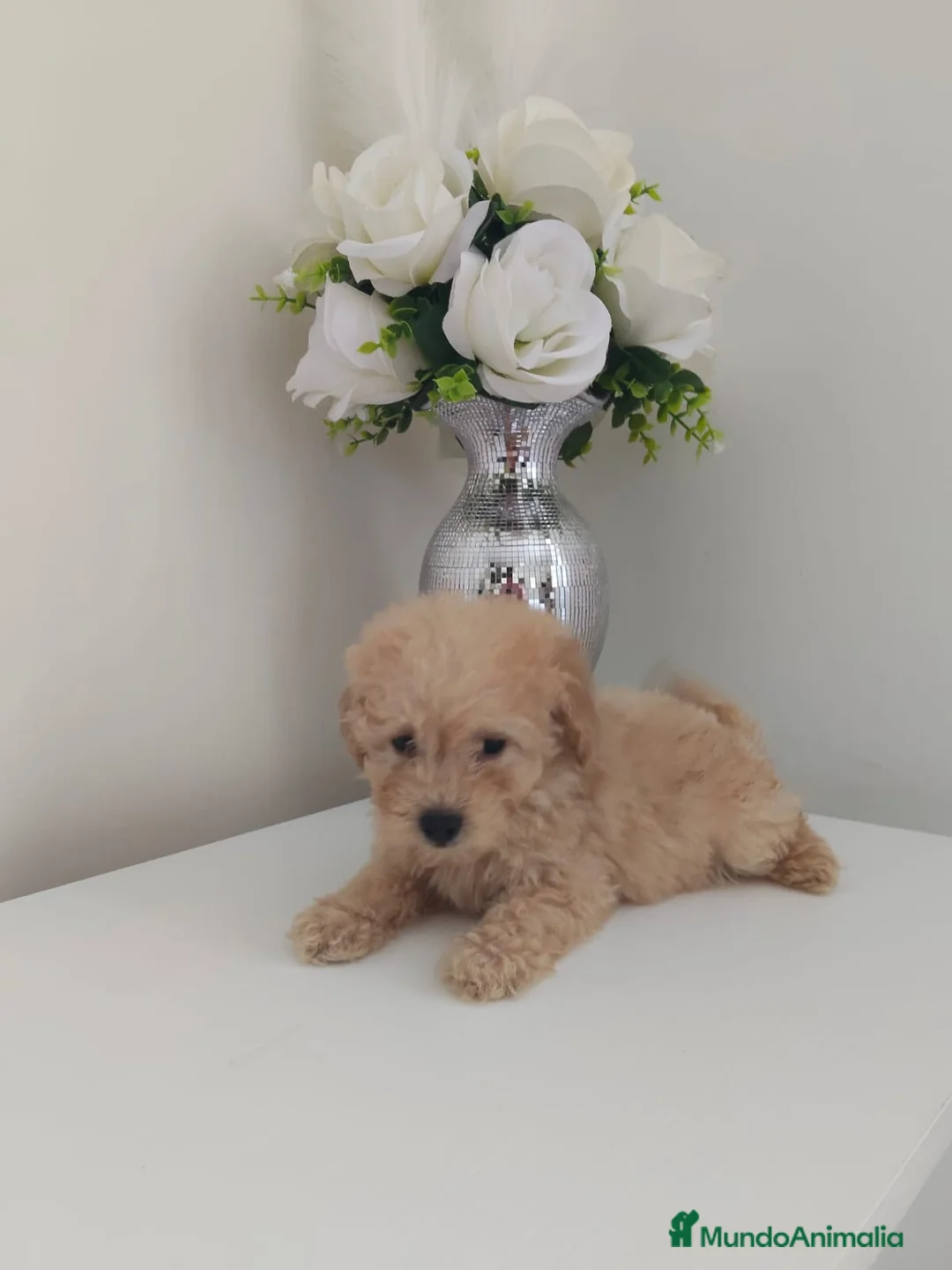 Caniche Toy perros en venta: ❗❗❗machito disponible ❗❗❗ en Madrid - Anuncio 1