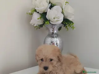 Caniche Toy perros ❗❗❗machito disponible ❗❗❗ - Anuncio 1