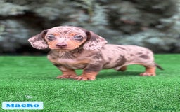 Teckel Miniatura perros en venta: Teckel mini varios colores - Imagen 1