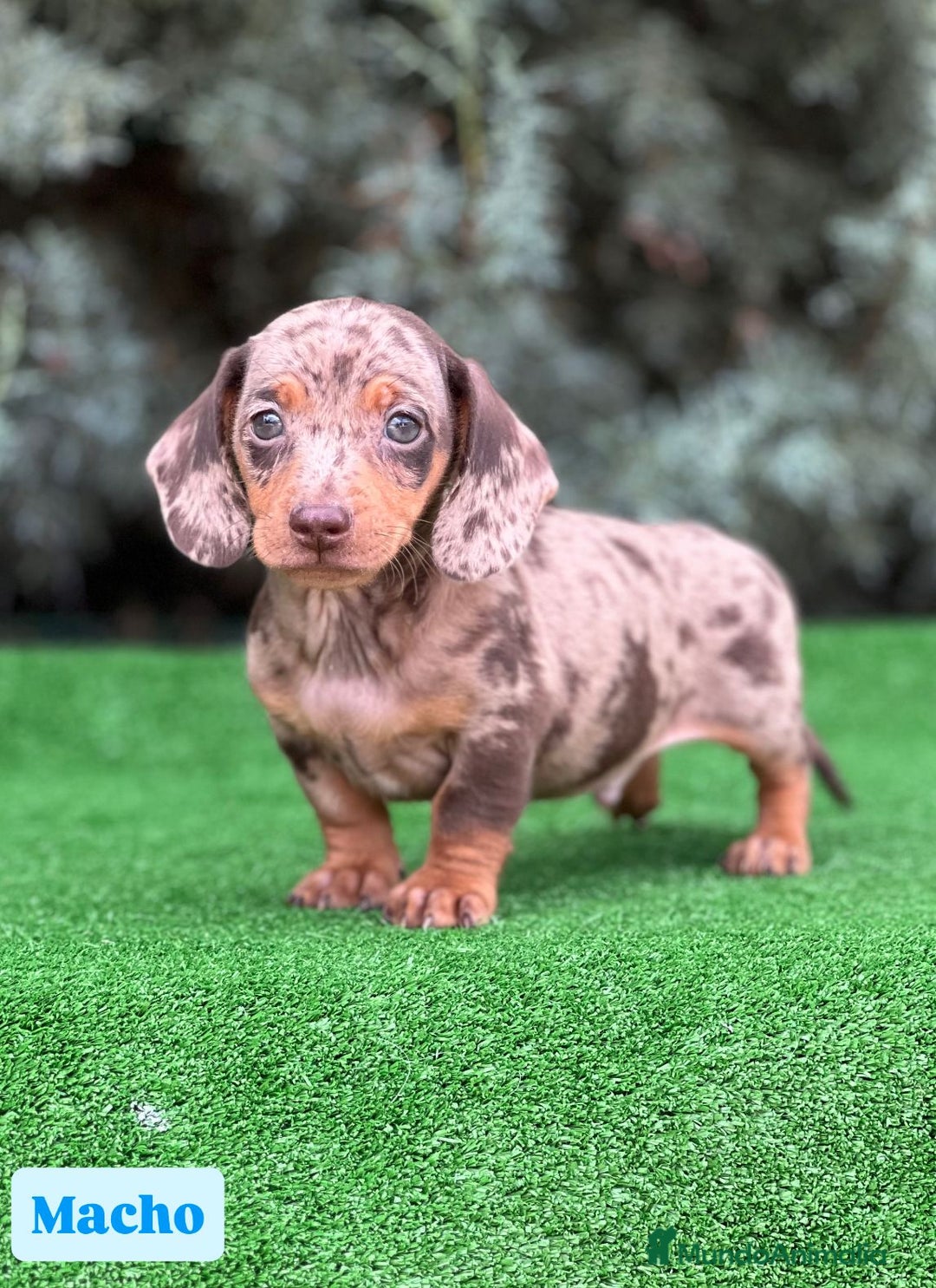 Teckel Miniatura perros en venta: Teckel mini varios colores - Imagen 1