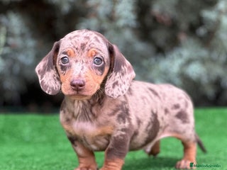 Teckel Miniatura perros - Anuncio 5