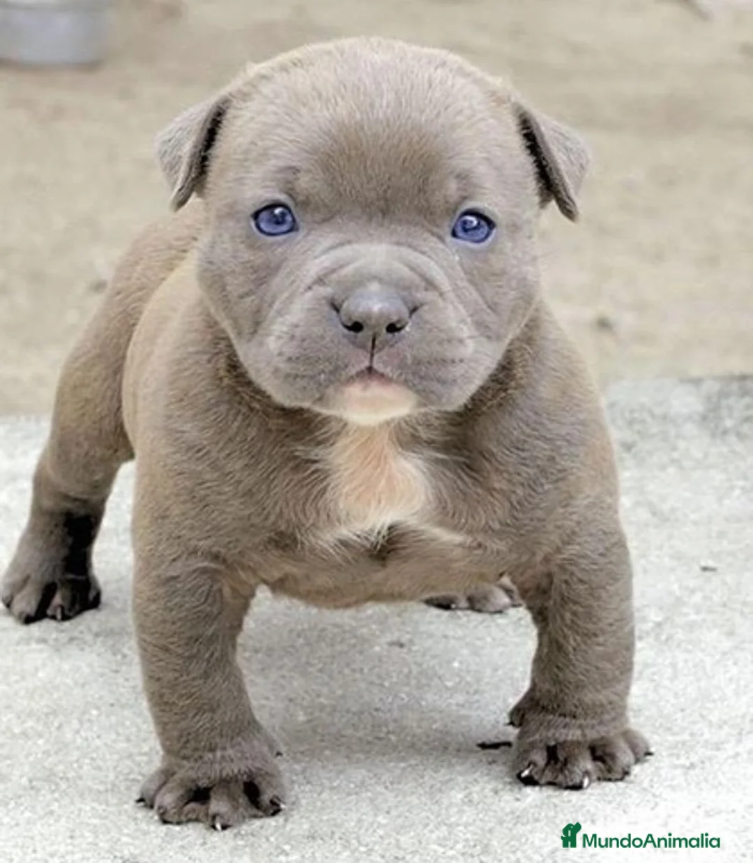 American Staffordshire-Terrier perros en venta: AMERICAN STAFFORD BLUE , CHAMPAGNE , BLACK  - Anuncio 2