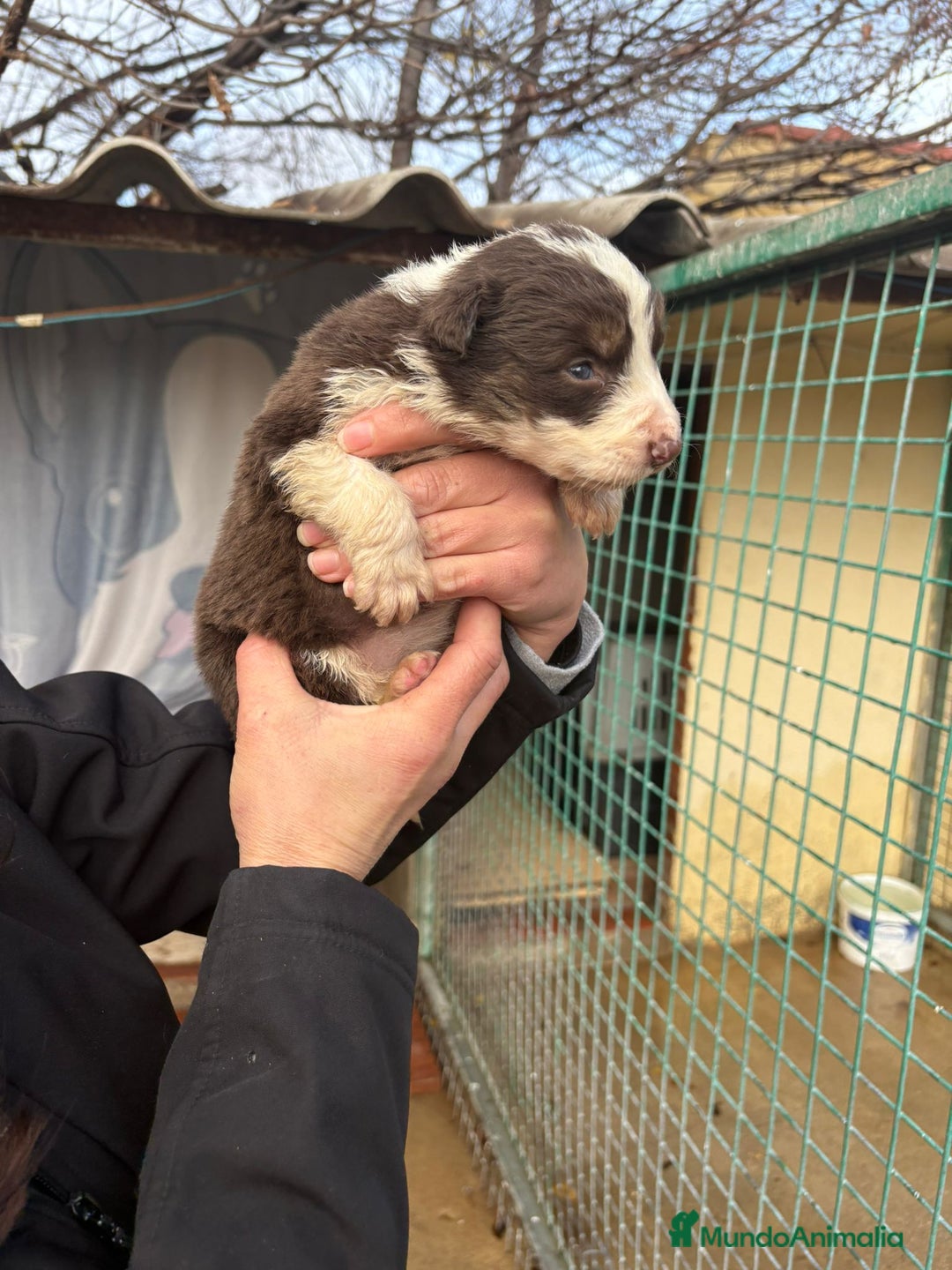 Border Collie perros en venta: Cachorro de Border Collie hembra chocolate  - Anuncio 10