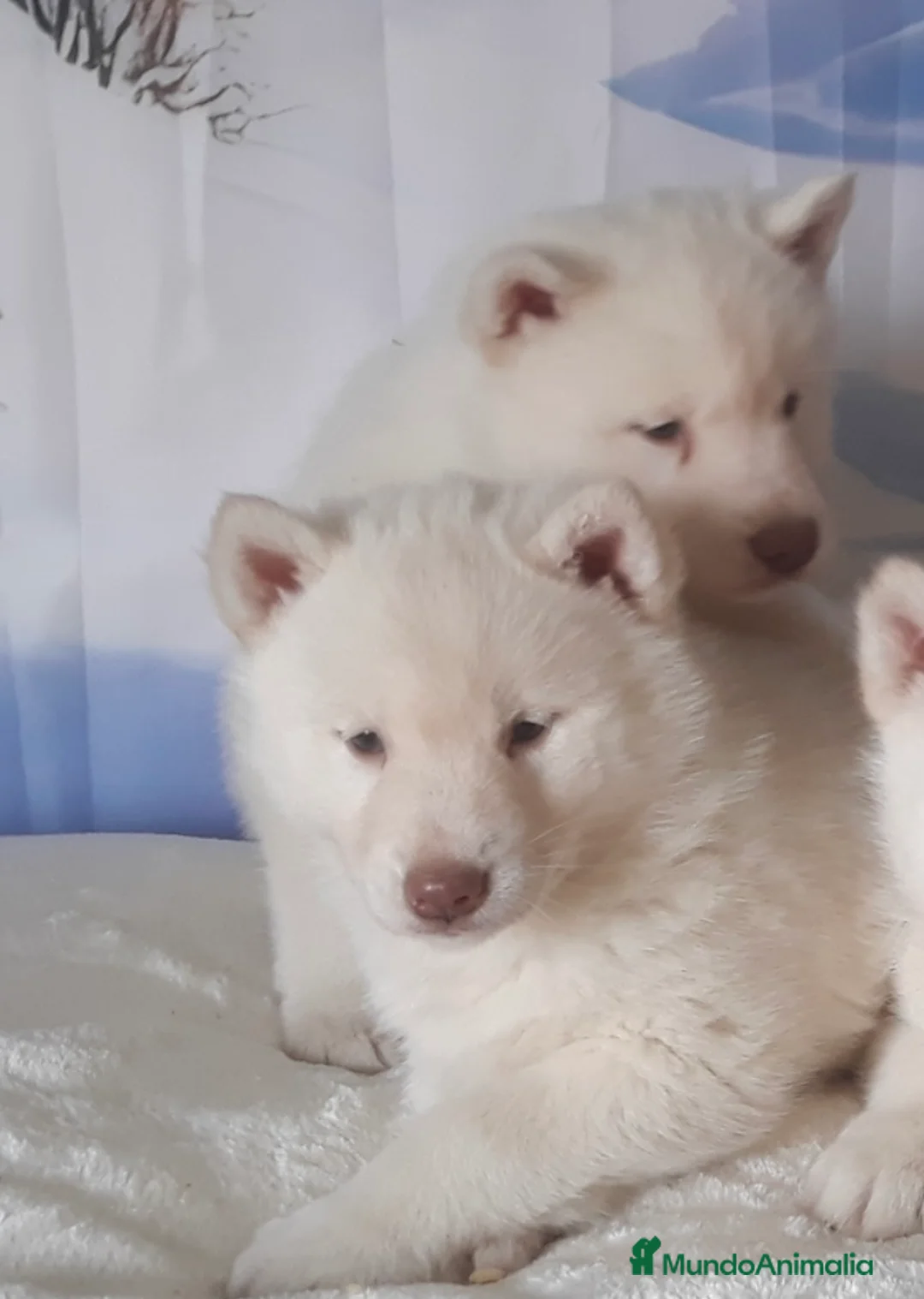 Husky Siberiano perros en venta: Precioso Husky siberiano blanco  - Anuncio 1
