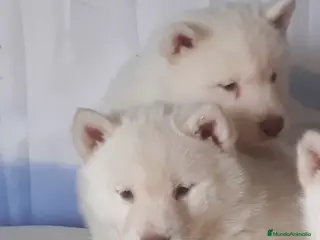 Husky Siberiano perros Precioso Huski blanco - Anuncio 2